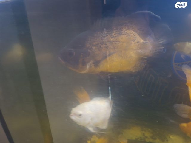 תמונת מודעה - חיות מחמד