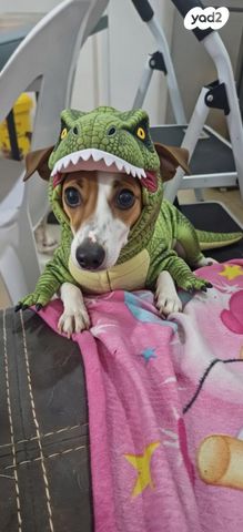 תמונת מודעה - חיות מחמד