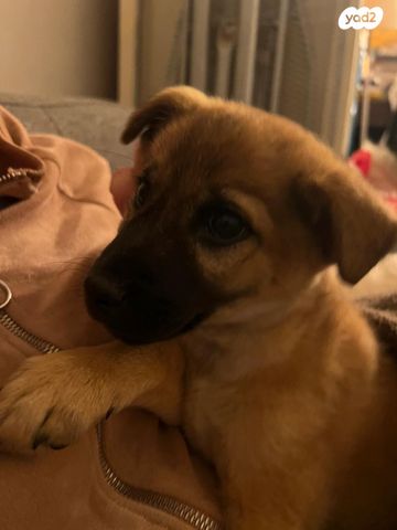 תמונת מודעה - חיות מחמד