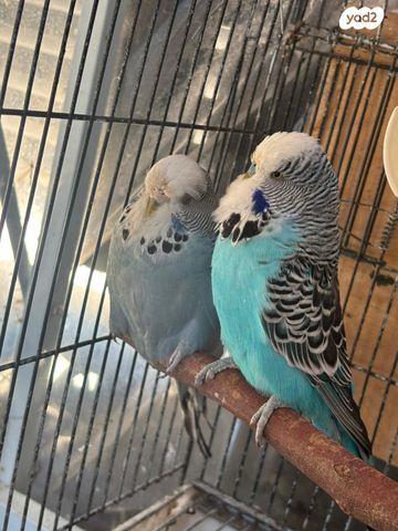 תמונת מודעה - חיות מחמד