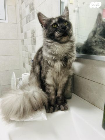 תמונת מודעה - חיות מחמד