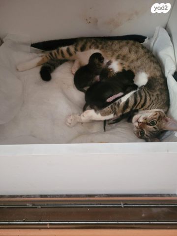 תמונת מודעה - חיות מחמד