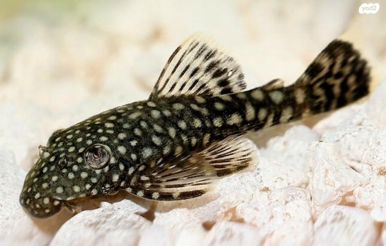 תמונת מודעה - חיות מחמד