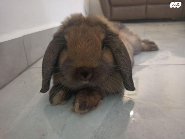 תמונת מודעה - חיות מחמד