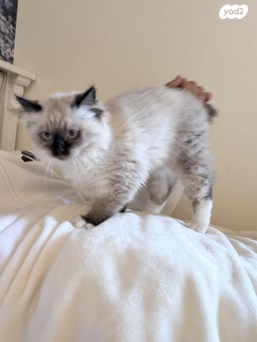 תמונת מודעה - חיות מחמד