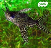 תמונת מודעה - חיות מחמד