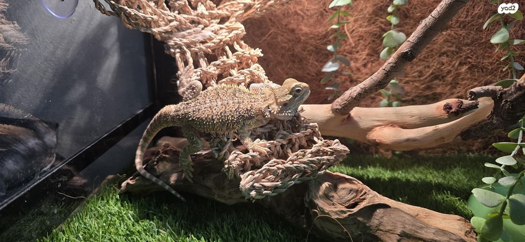 תמונת מודעה - חיות מחמד