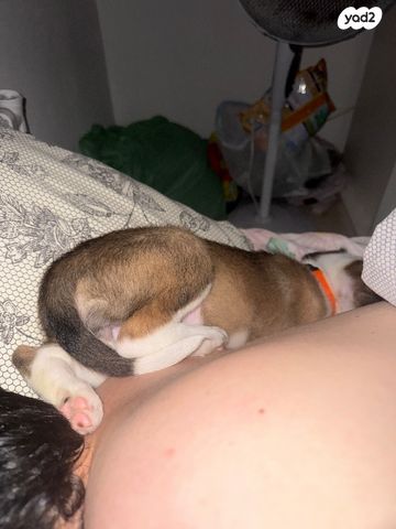 תמונת מודעה - חיות מחמד