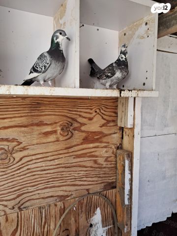 תמונת מודעה - חיות מחמד