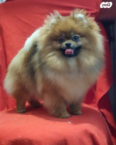 תמונת מודעה - חיות מחמד