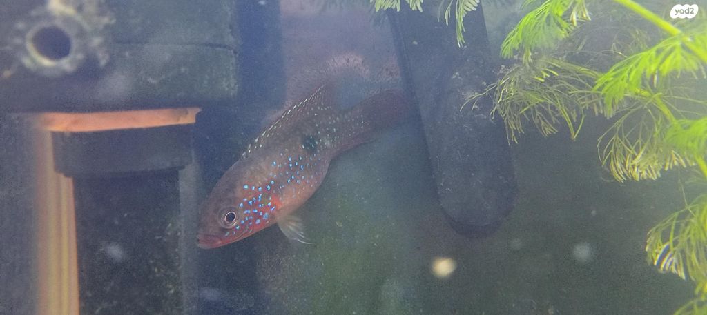 תמונת מודעה - חיות מחמד