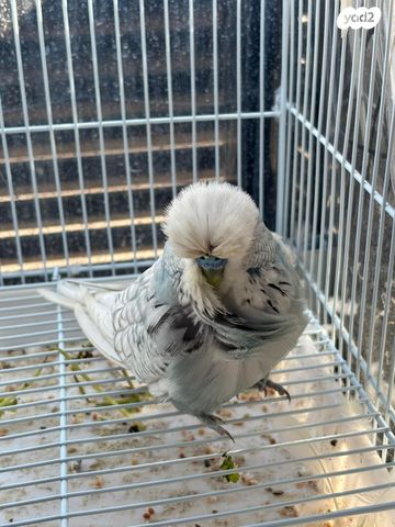 תמונת מודעה - חיות מחמד