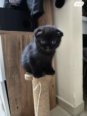 תמונת מודעה - חיות מחמד