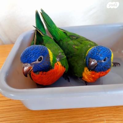 תמונת מודעה - חיות מחמד