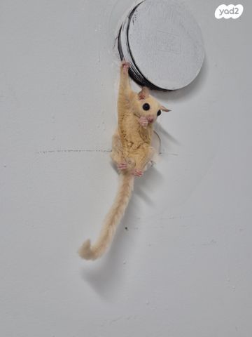 תמונת מודעה - חיות מחמד