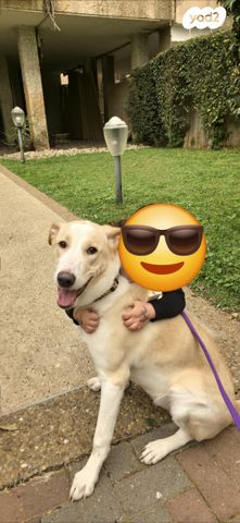 תמונת מודעה - חיות מחמד