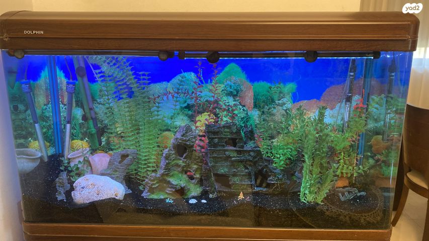 תמונת מודעה - חיות מחמד