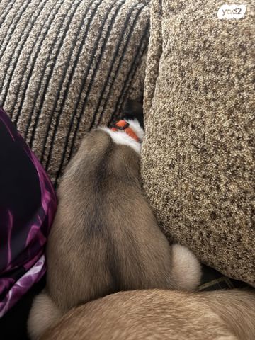 תמונת מודעה - חיות מחמד