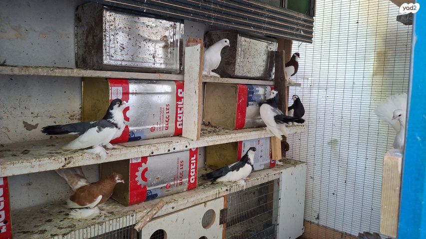 תמונת מודעה - חיות מחמד