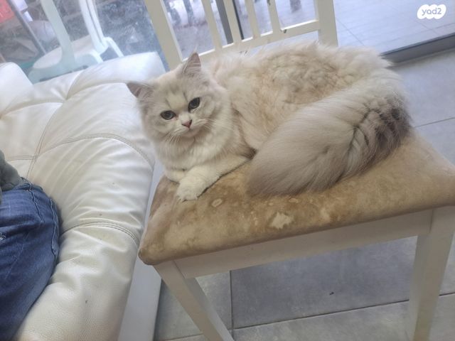 תמונת מודעה - חיות מחמד