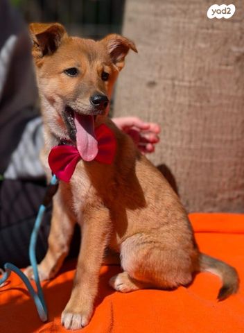 תמונת מודעה - חיות מחמד