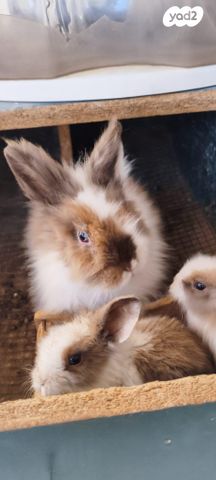 תמונת מודעה - חיות מחמד