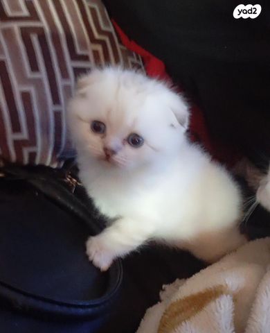 תמונת מודעה - חיות מחמד