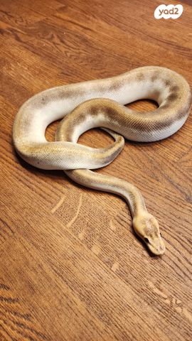 תמונת מודעה - חיות מחמד