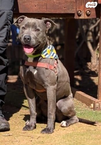 תמונת מודעה - חיות מחמד