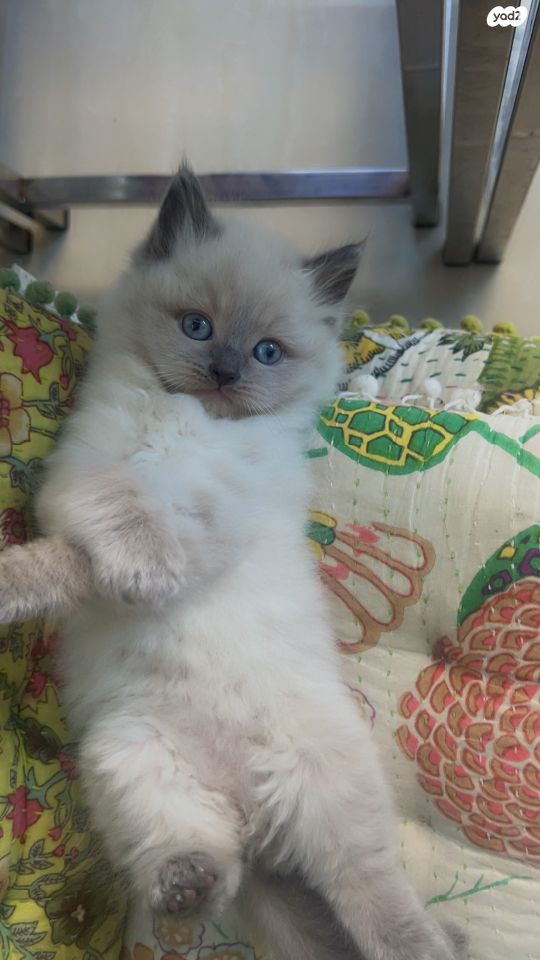 תמונת מודעה - חיות מחמד