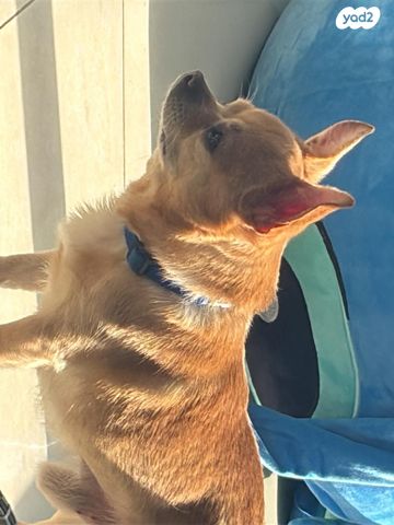 תמונת מודעה - חיות מחמד