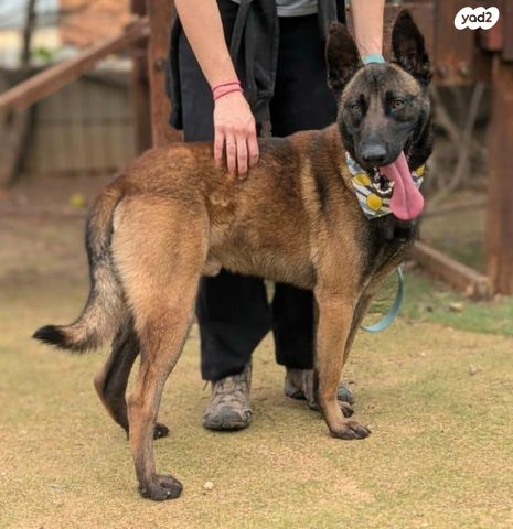 תמונת מודעה - חיות מחמד