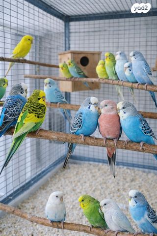 תמונת מודעה - חיות מחמד