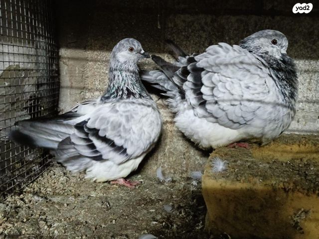 תמונת מודעה - חיות מחמד