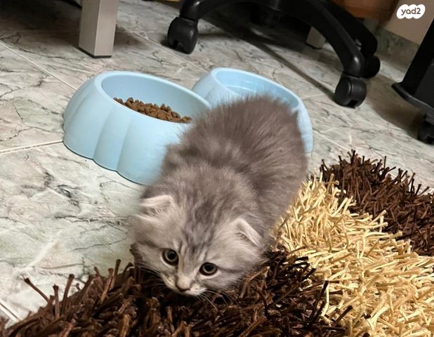 תמונת מודעה - חיות מחמד