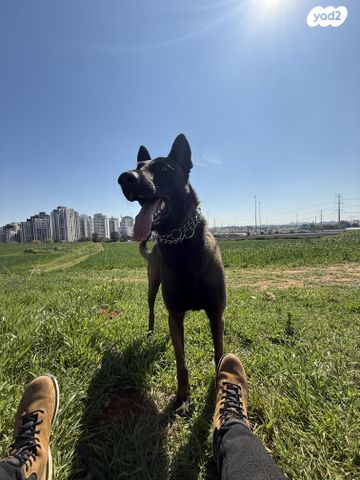 תמונת מודעה - חיות מחמד