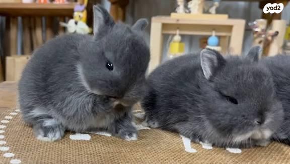 תמונת מודעה - חיות מחמד