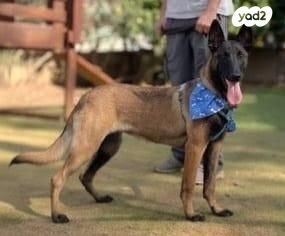 תמונת מודעה - חיות מחמד