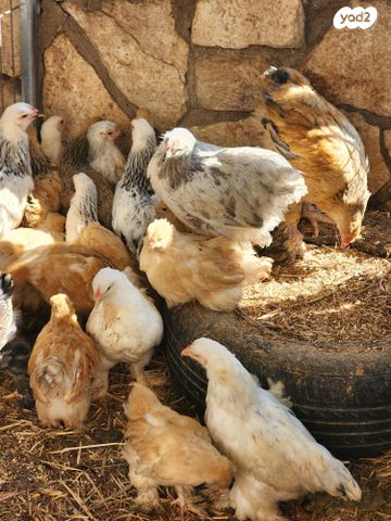 תמונת מודעה - חיות מחמד