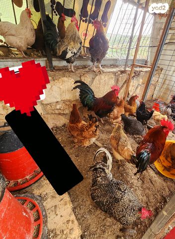 תמונת מודעה - חיות מחמד