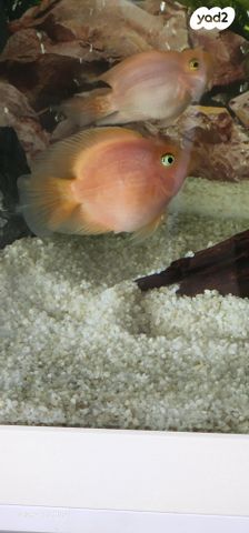 תמונת מודעה - חיות מחמד