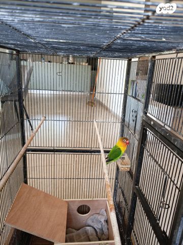 תמונת מודעה - חיות מחמד