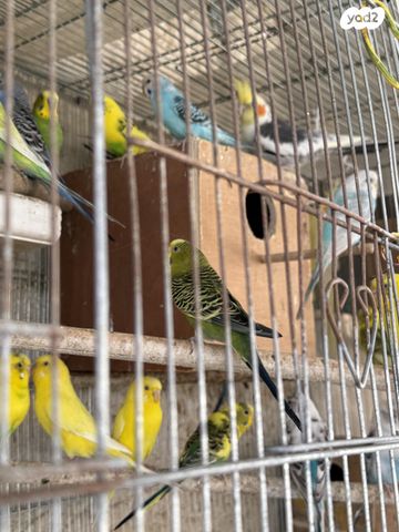 תמונת מודעה - חיות מחמד