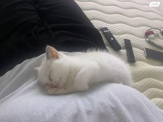 תמונת מודעה - חיות מחמד