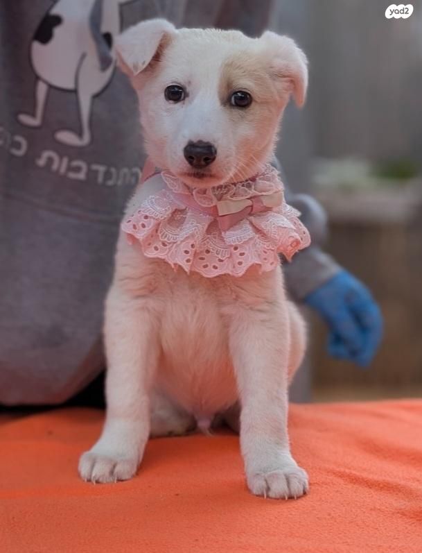 תמונת מודעה - חיות מחמד