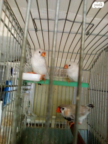 תמונת מודעה - חיות מחמד