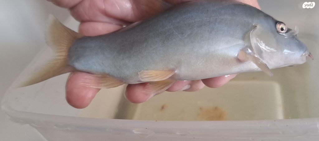 תמונת מודעה - חיות מחמד