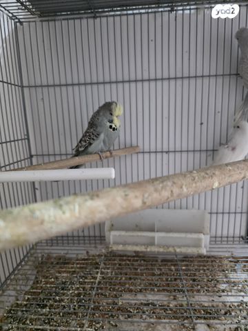 תמונת מודעה - חיות מחמד