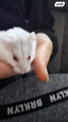 תמונת מודעה - חיות מחמד