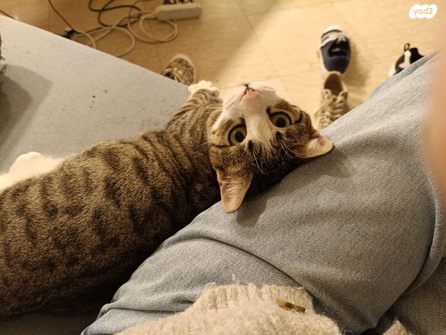 תמונת מודעה - חיות מחמד